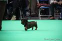 Crufts2011_2 1000